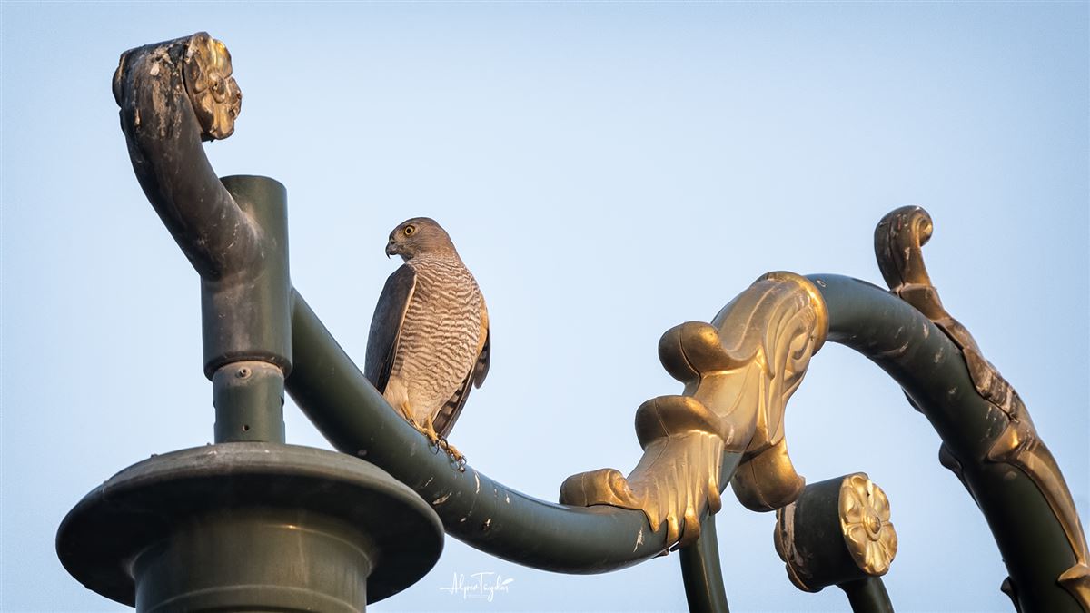Shikra