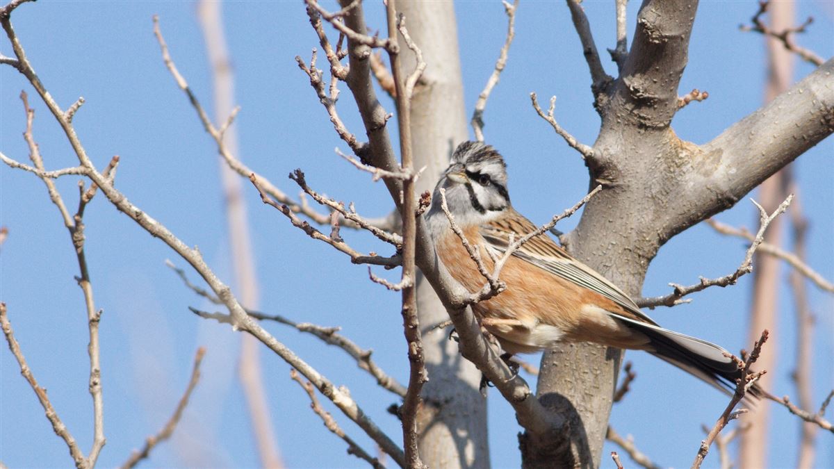 Rock Bunting