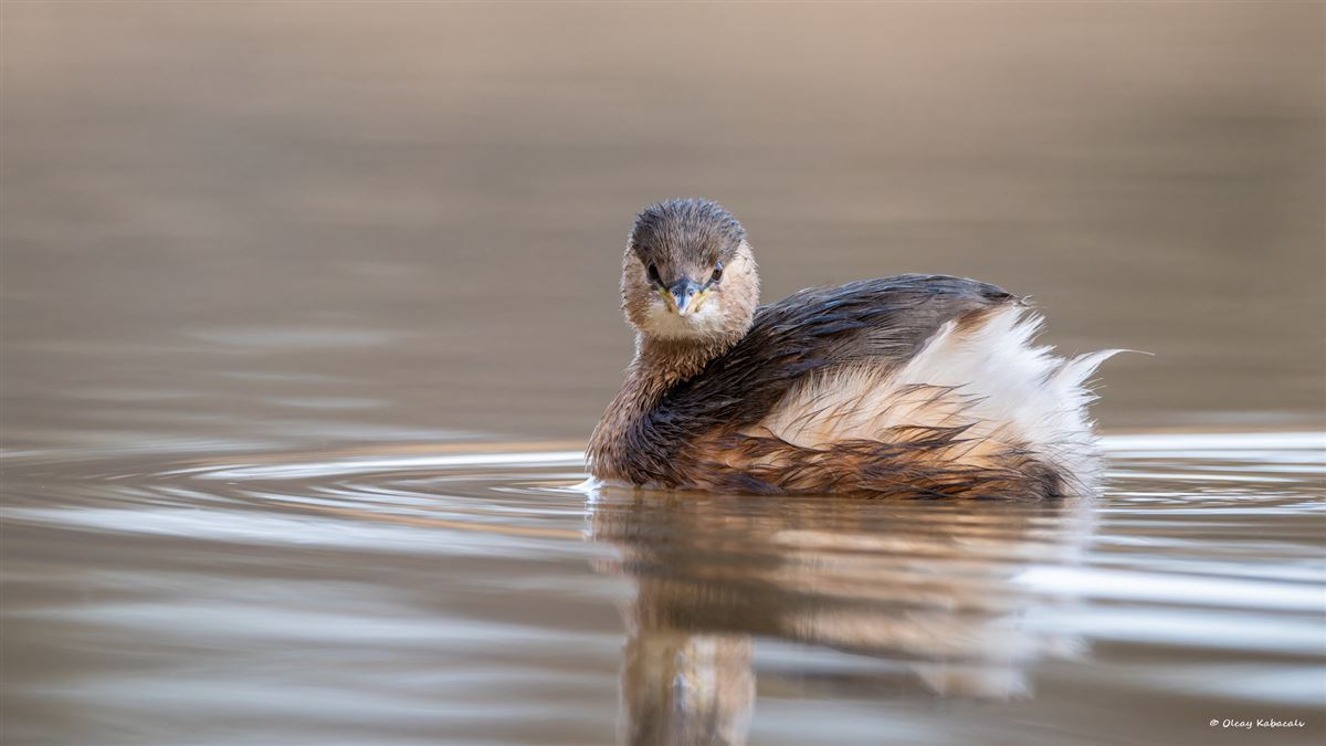 Little Grebe