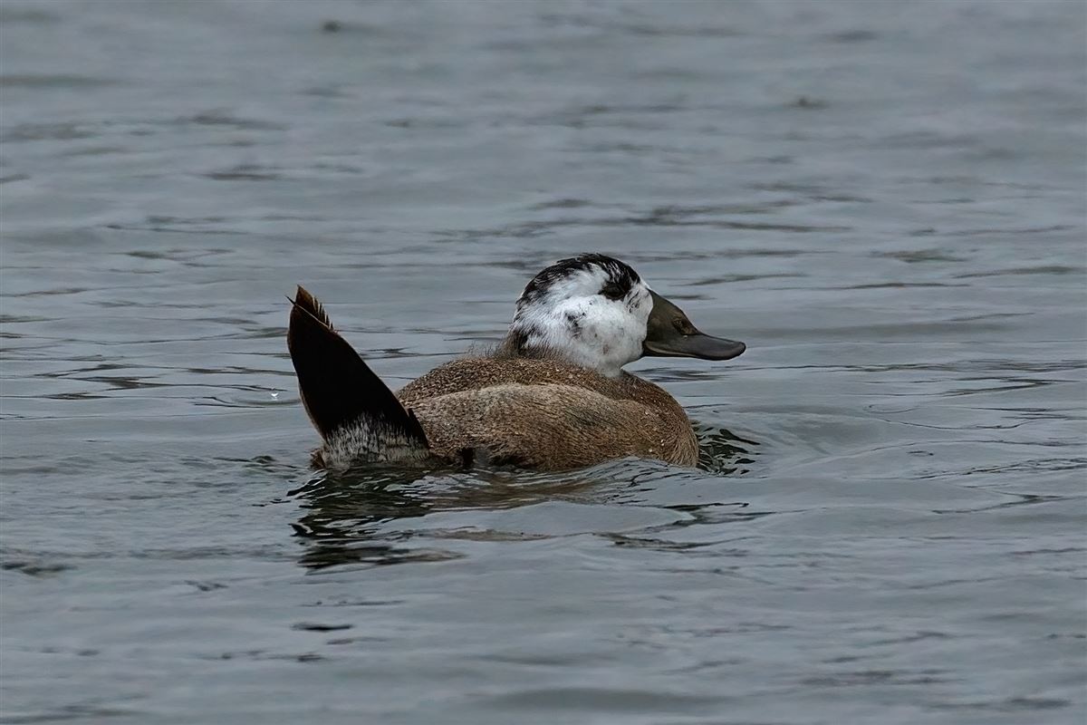 White-headed Duck