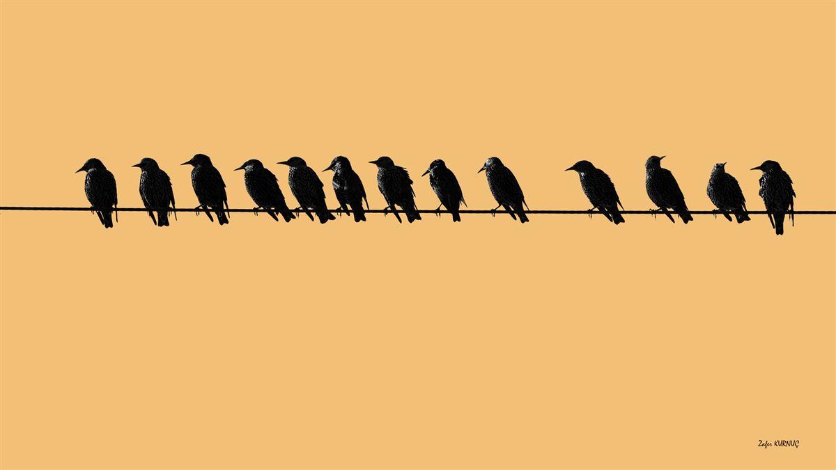Common Starling