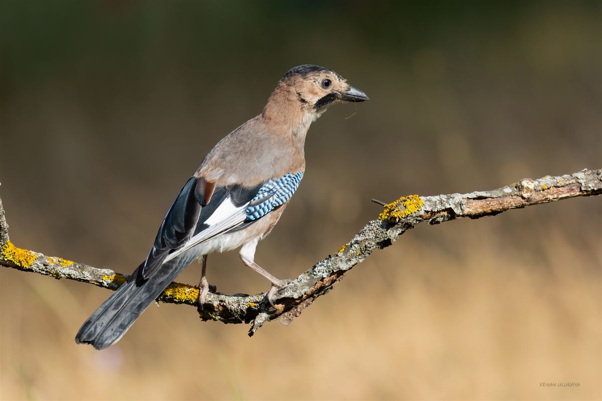 Eurasian Jay