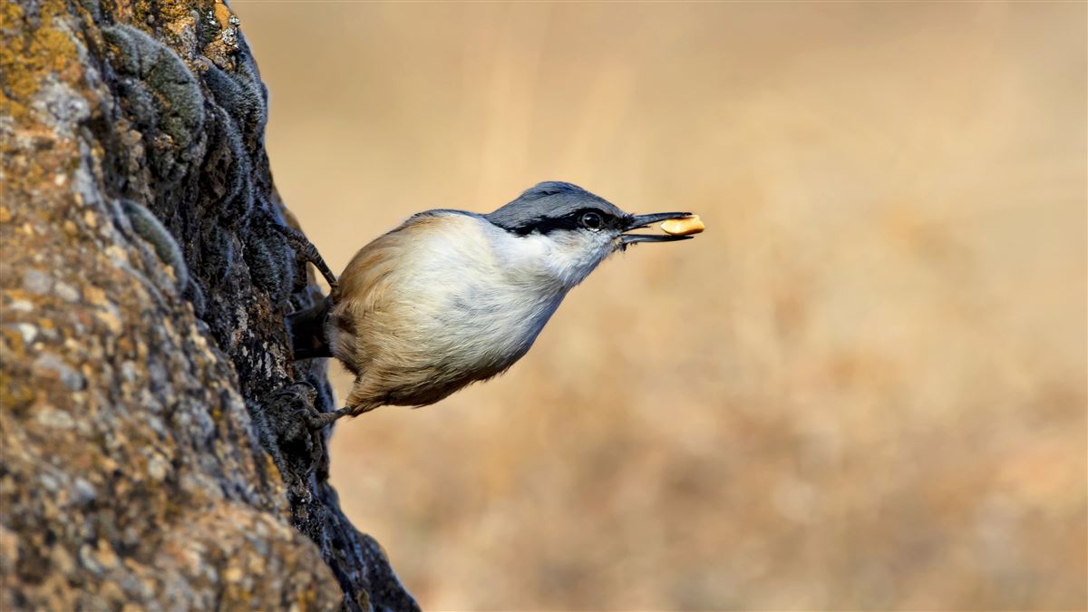 Western Rock Nuthatch