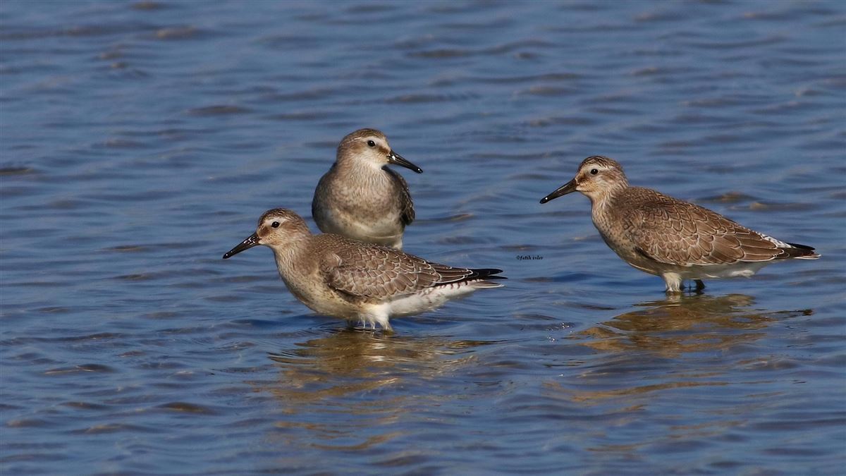 Red Knot