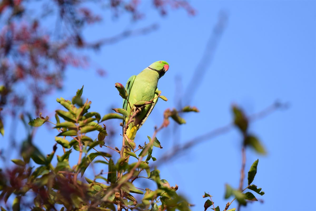 Rose-ringed Parakeet