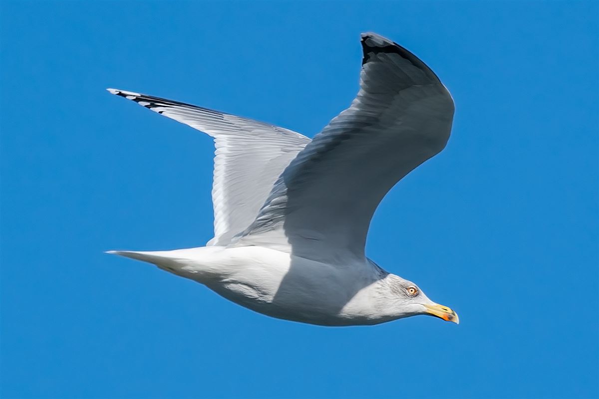 European Herring Gull