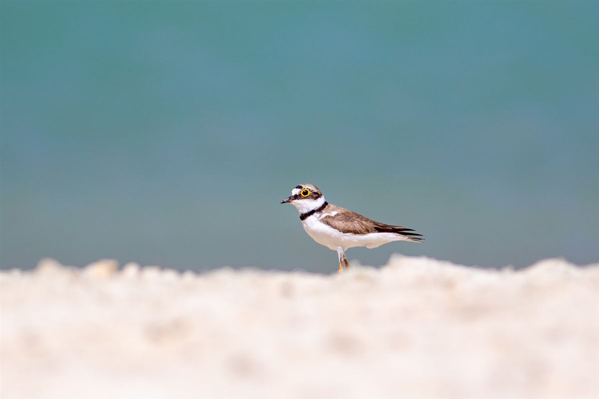 Little Ringed Plover