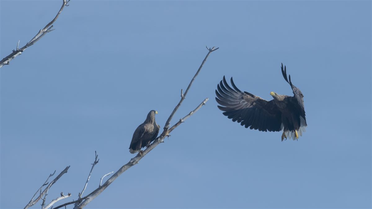 White-tailed Eagle