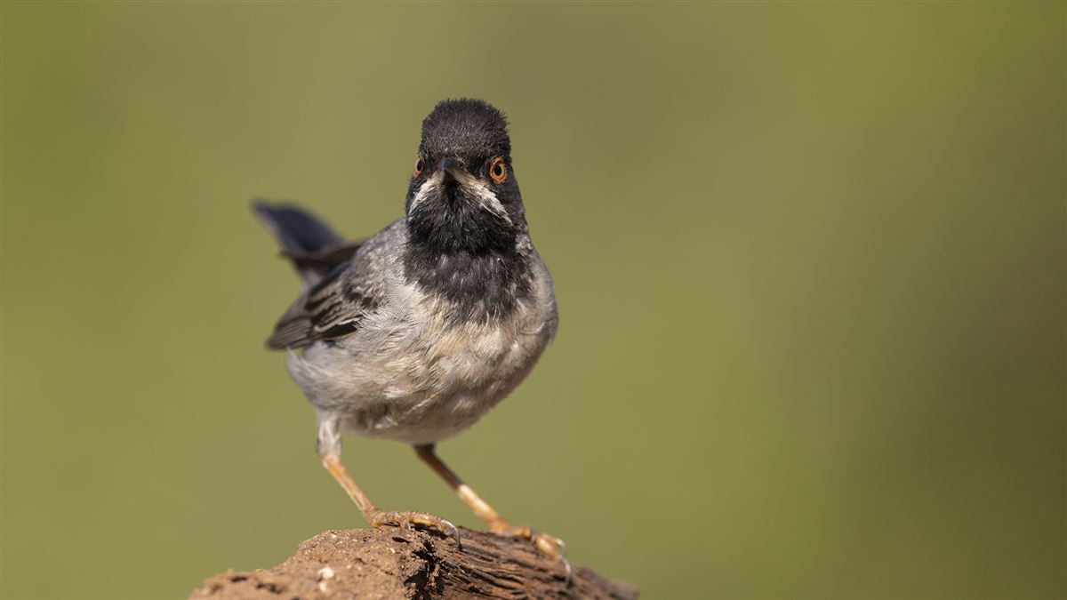 Rüppell`s Warbler