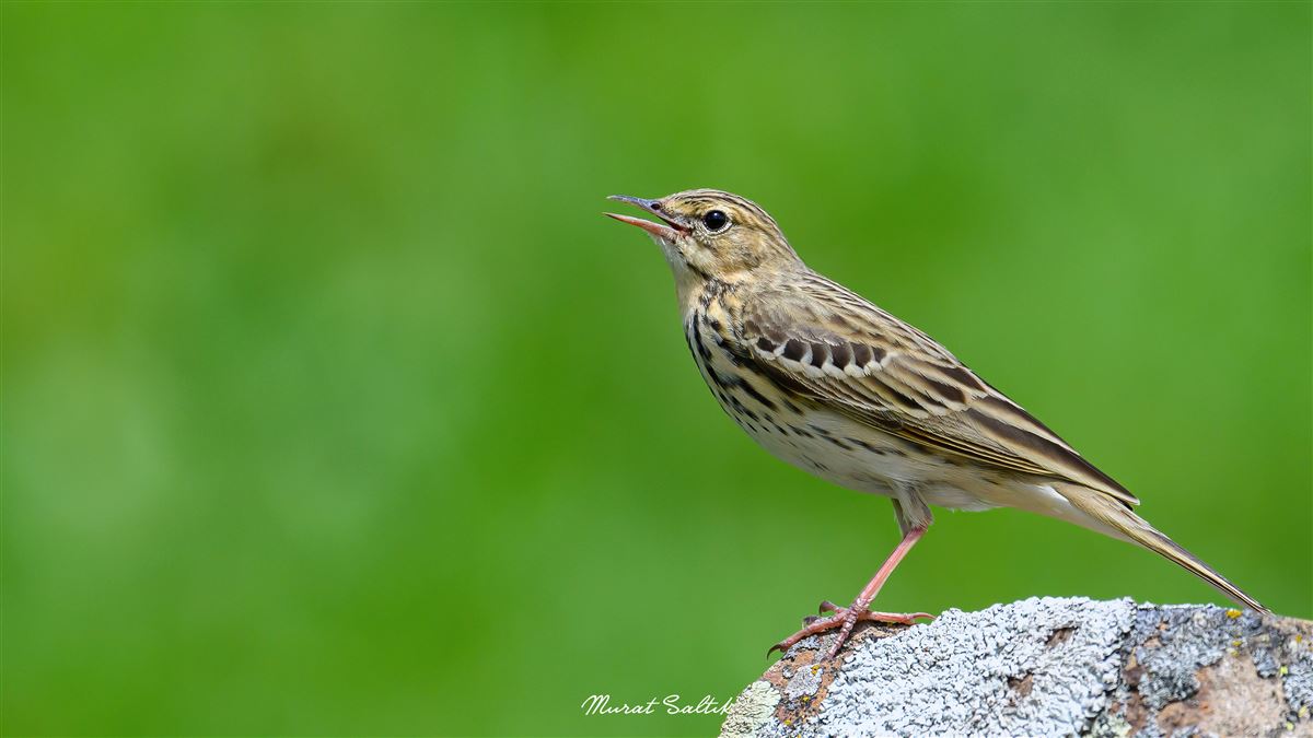 Tree Pipit