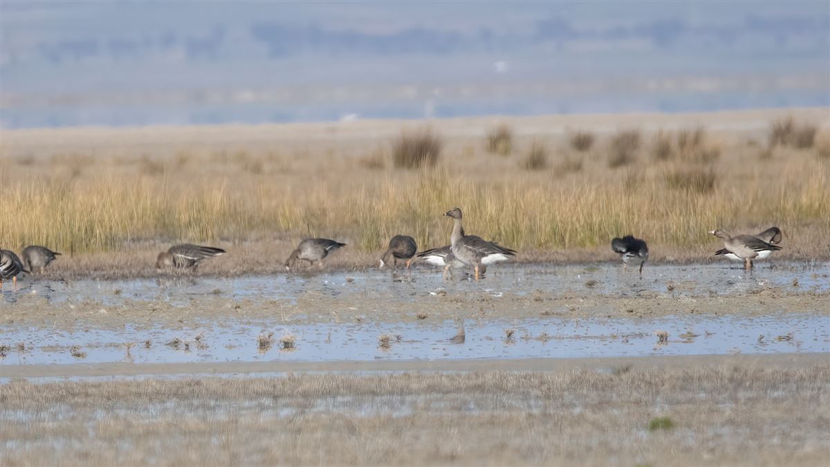 Tundra Bean Goose