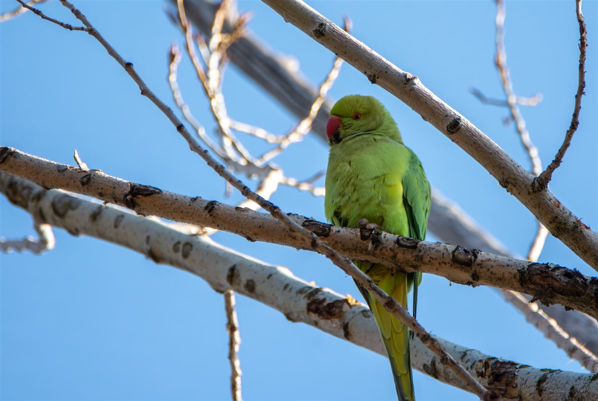 Rose-ringed Parakeet