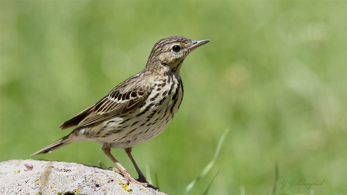 Tree Pipit
