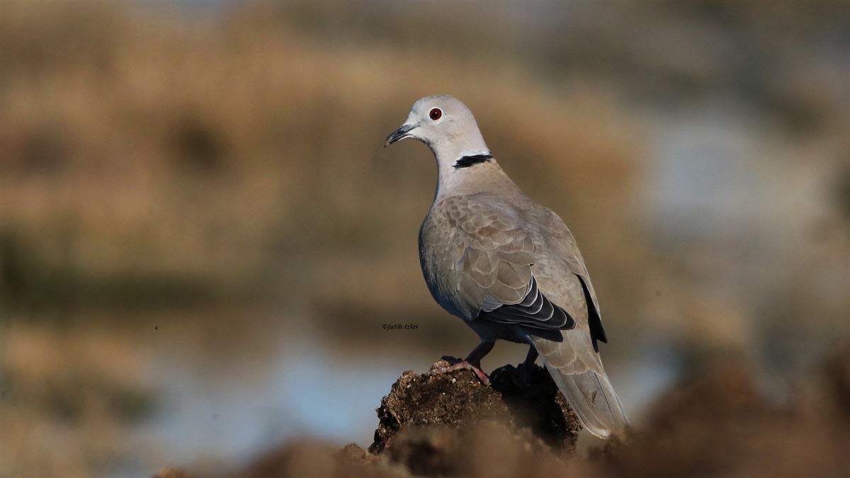Eurasian Collared Dove