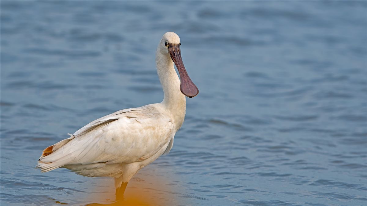 Eurasian Spoonbill