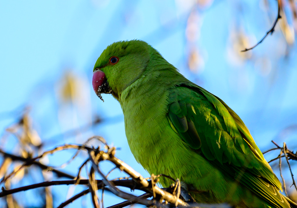 Rose-ringed Parakeet