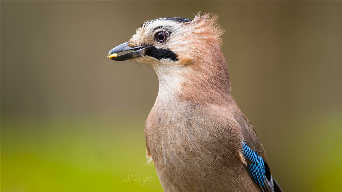 Eurasian Jay