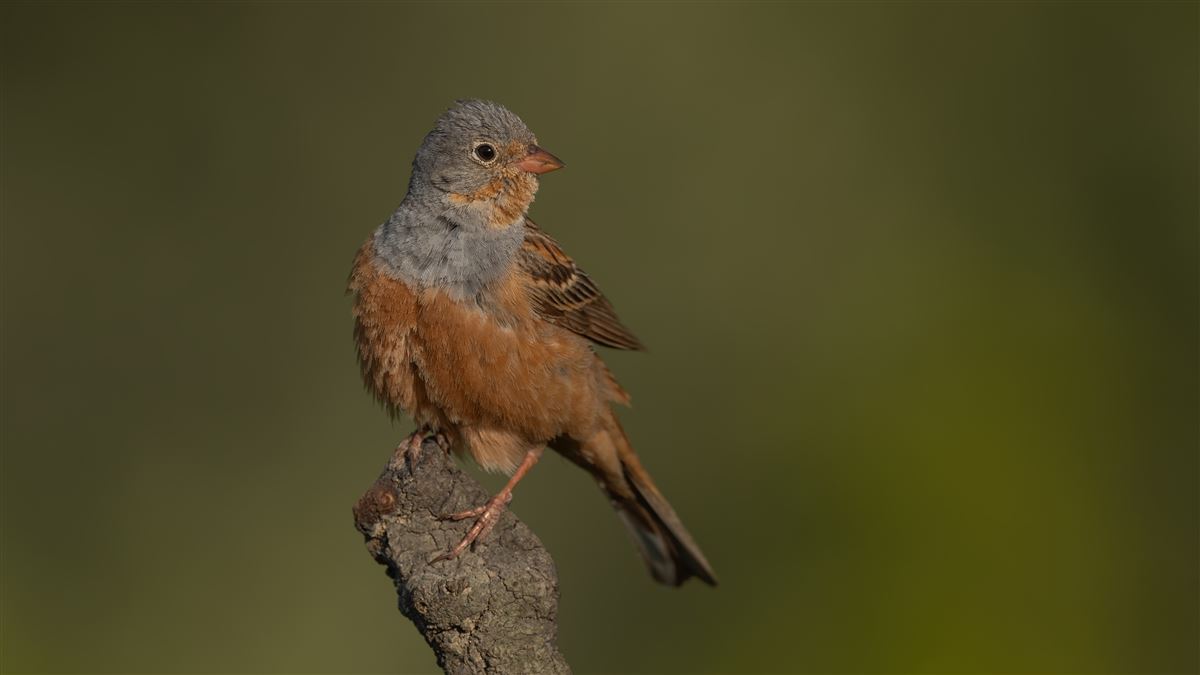 Cretzschmar`s Bunting