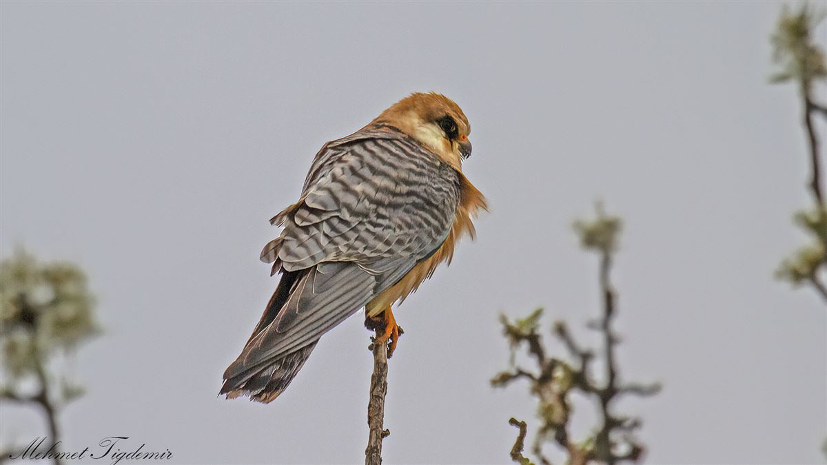 Red-footed Falcon