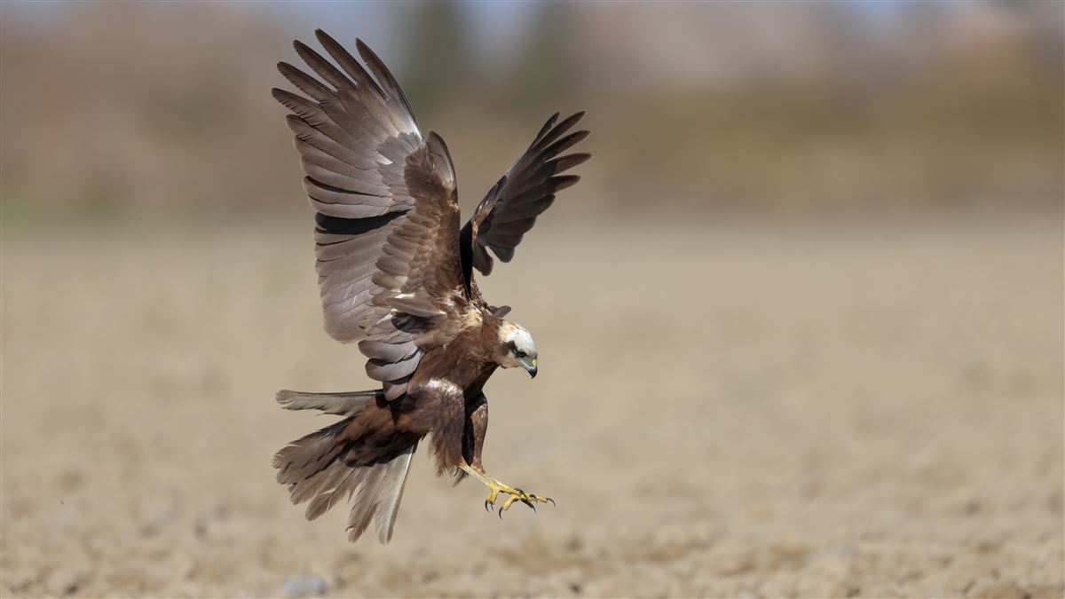 Western Marsh Harrier