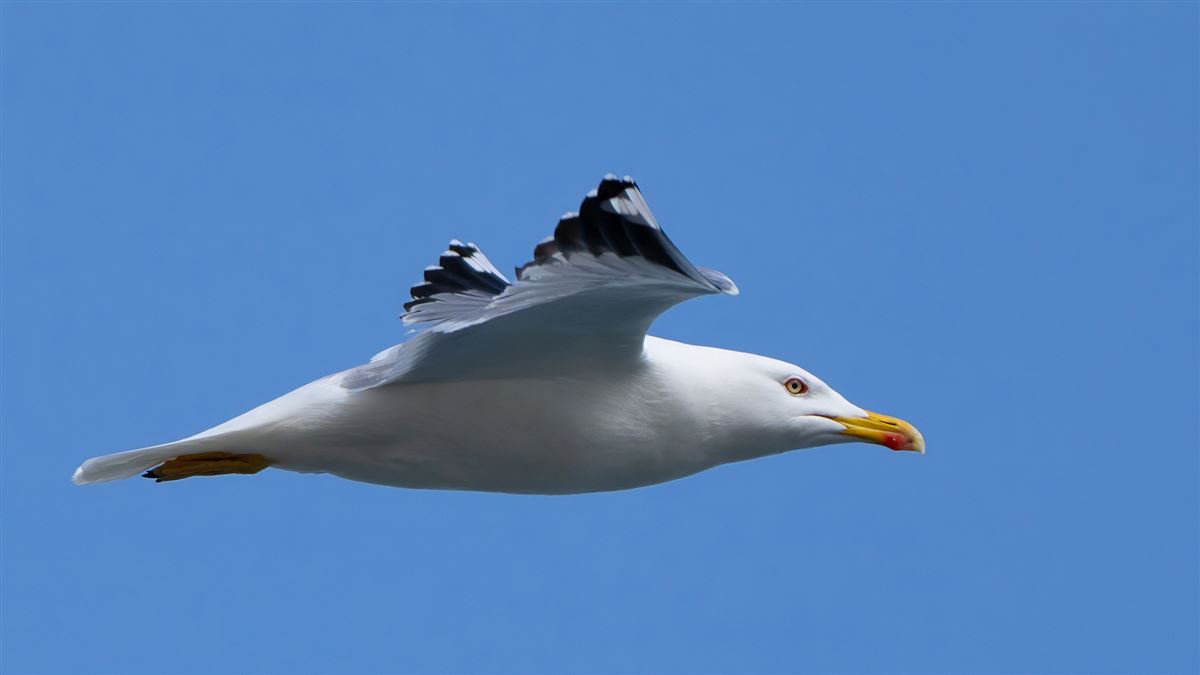 Yellow-legged Gull