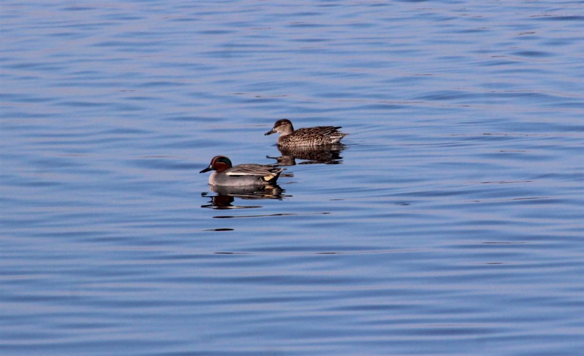 Eurasian Teal