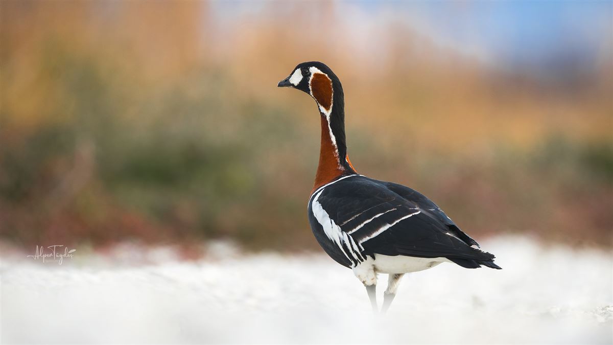 Red-breasted Goose