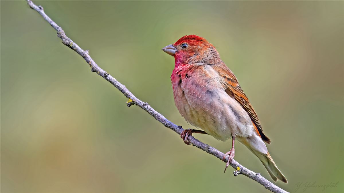 Common Rosefinch