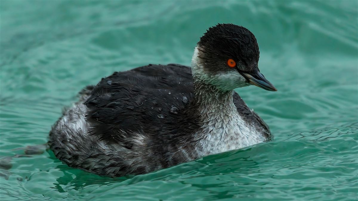 Black-necked Grebe
