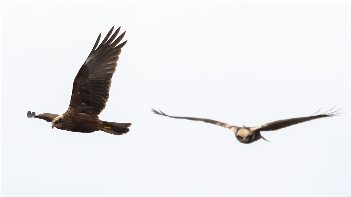 Western Marsh Harrier