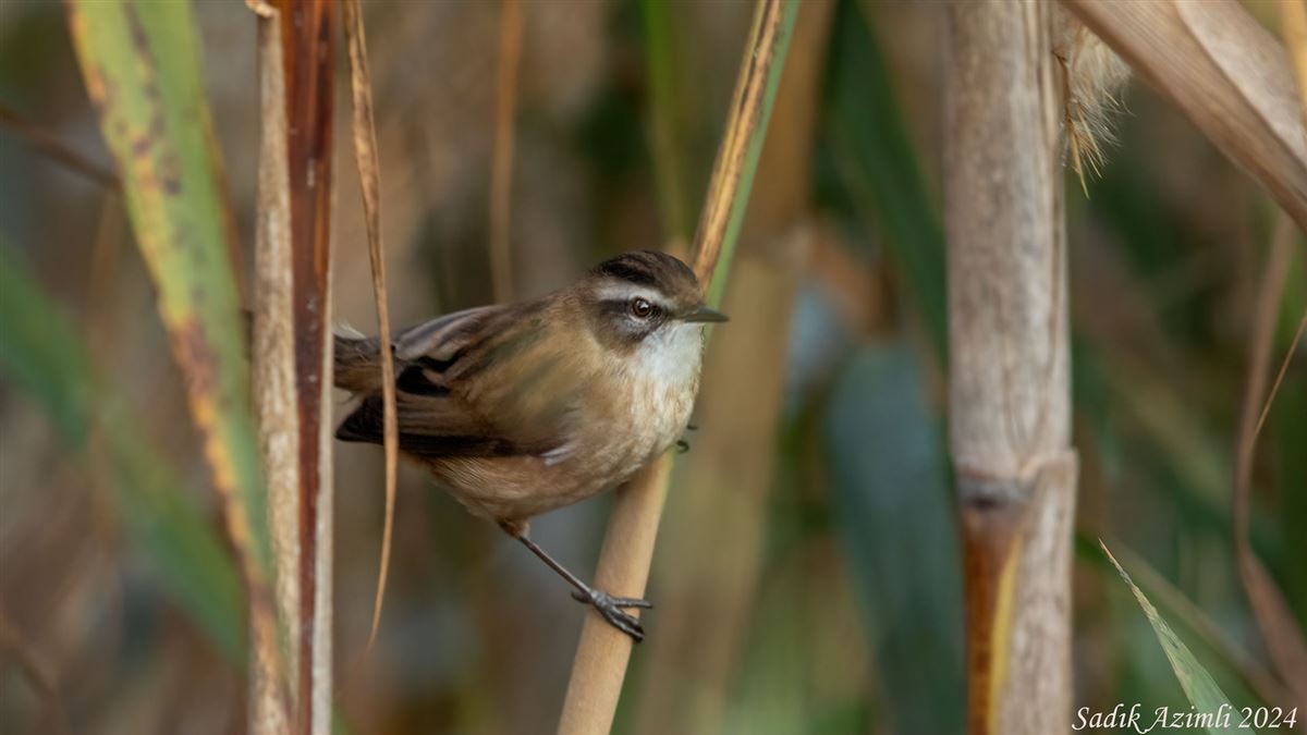 Moustached Warbler