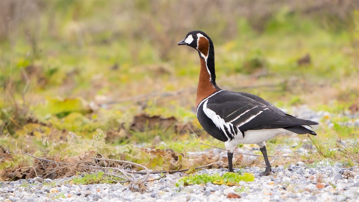 Red-breasted Goose