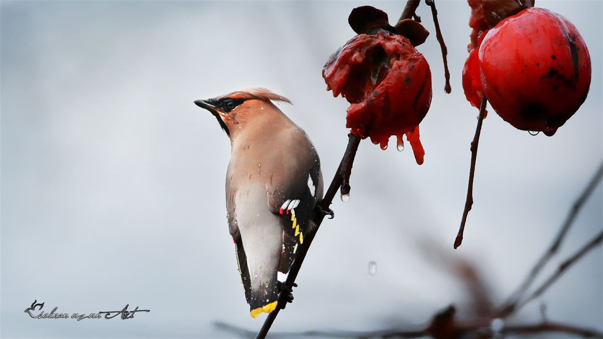 Bohemian Waxwing