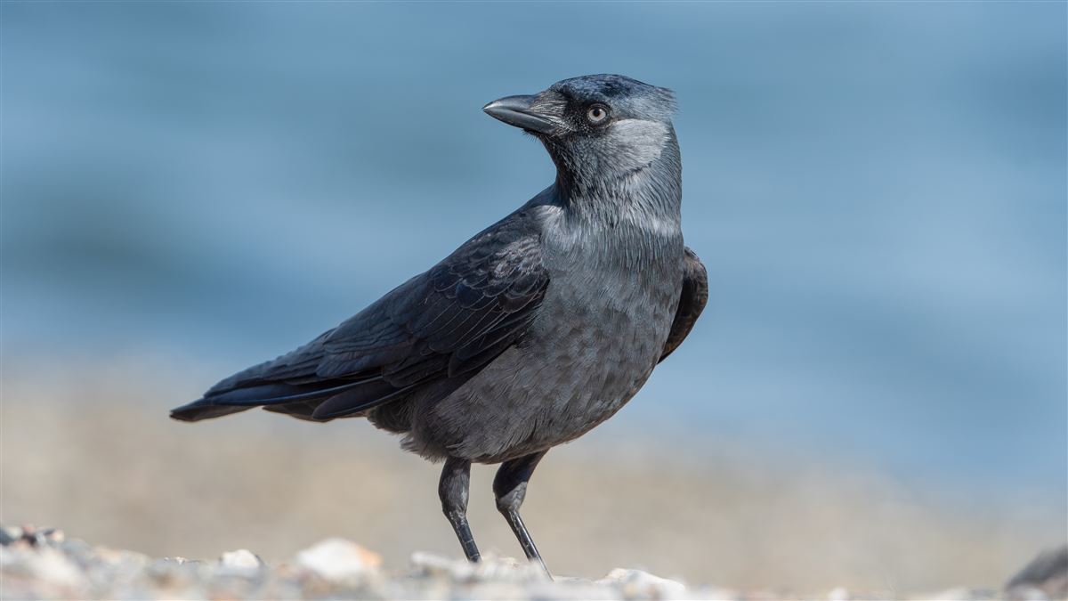 Western Jackdaw