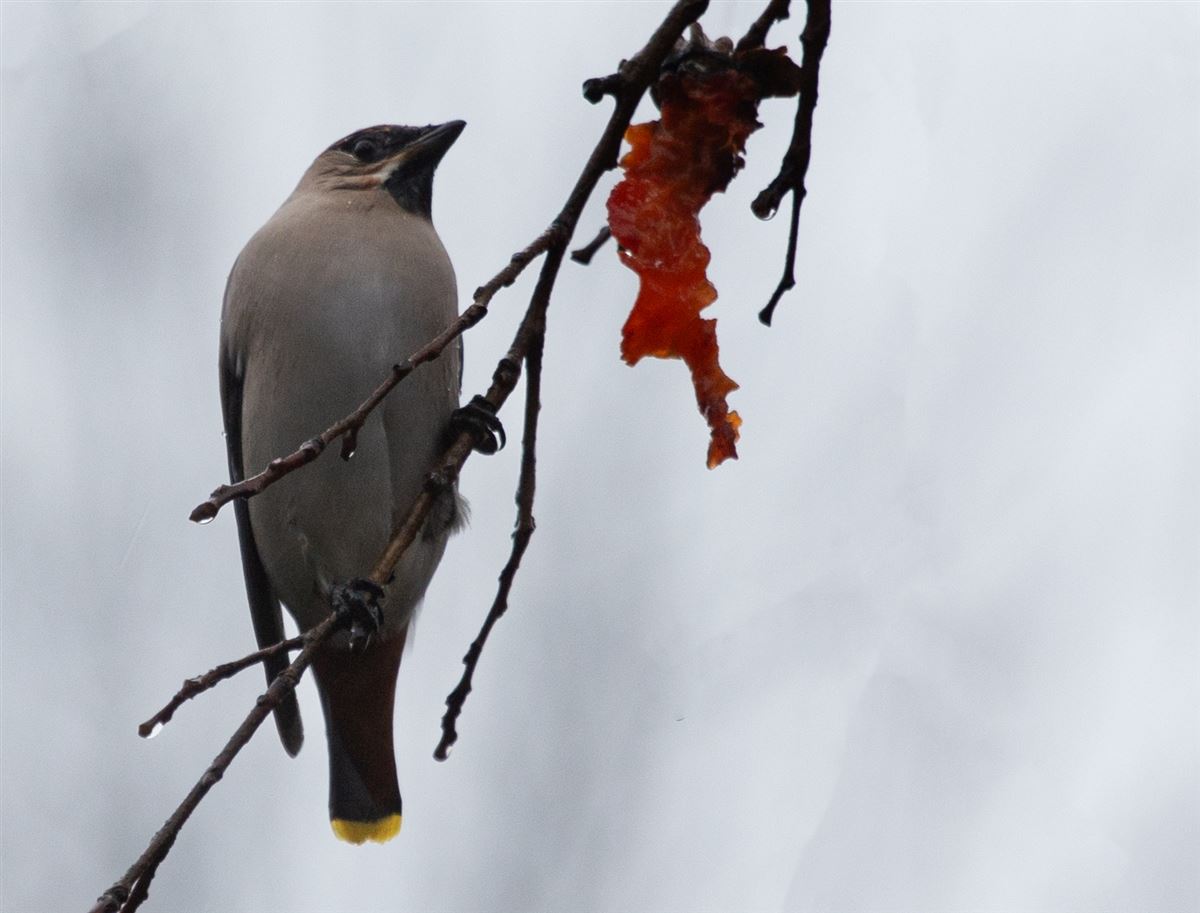 Bohemian Waxwing