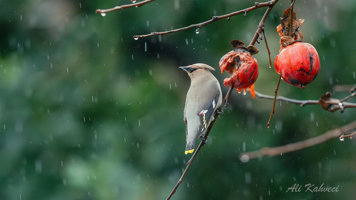 Bohemian Waxwing
