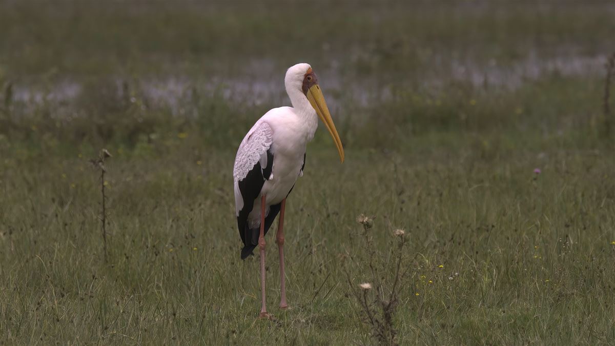 Yellow-billed Stork