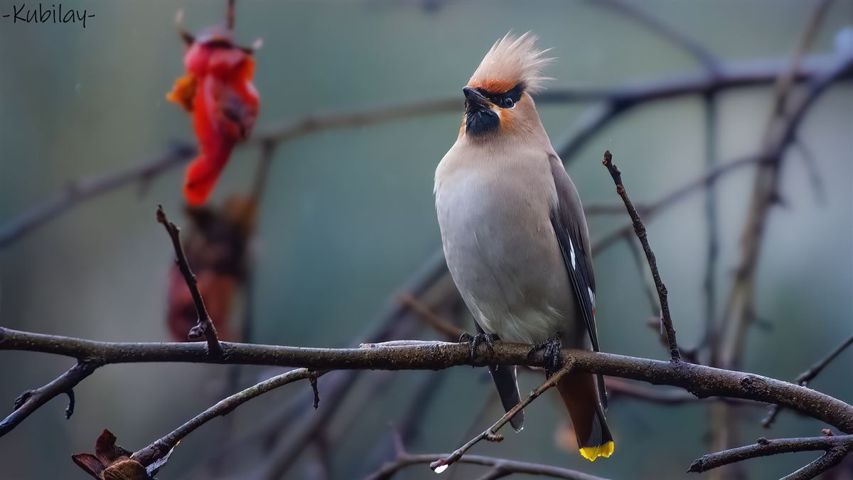 Bohemian Waxwing