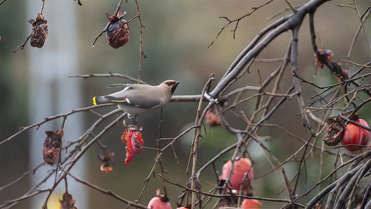 Bohemian Waxwing