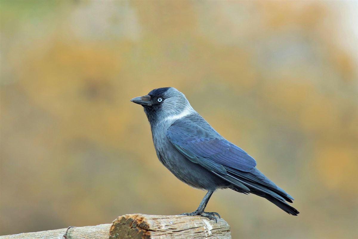 Western Jackdaw