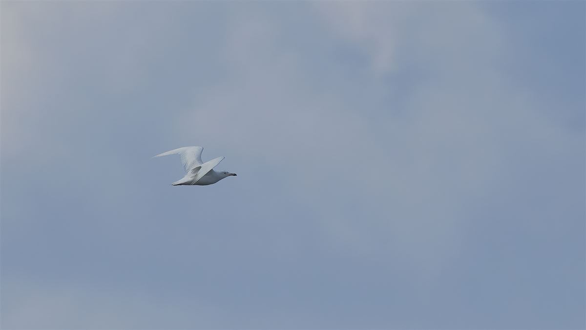 Yellow-legged Gull