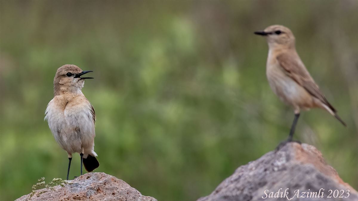 Isabelline Wheatear