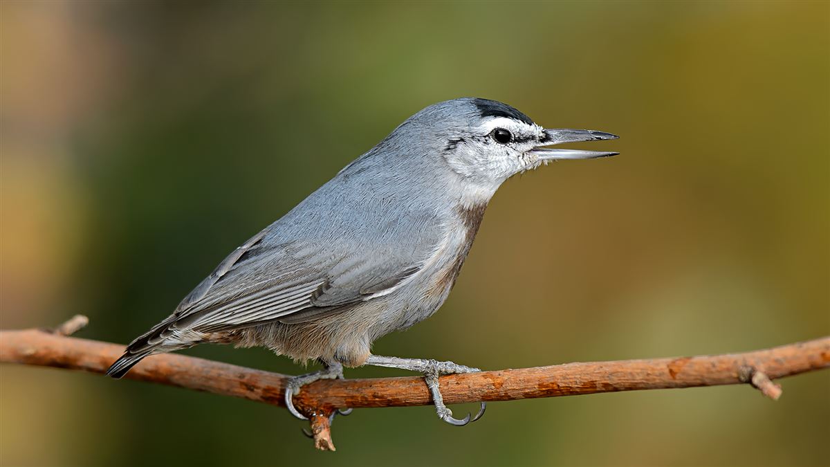 Krüper`s Nuthatch