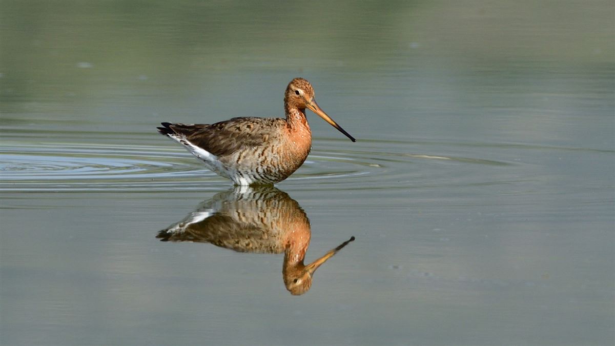 Black-tailed Godwit
