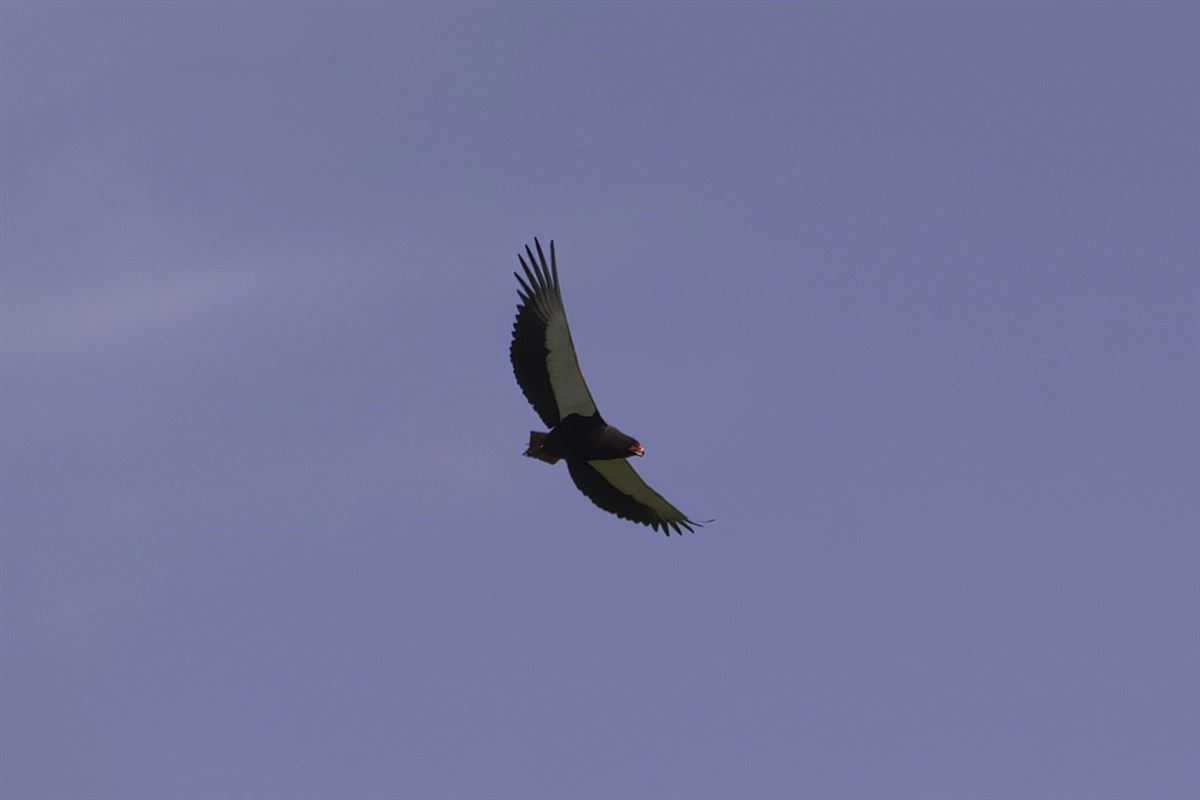 Bateleur