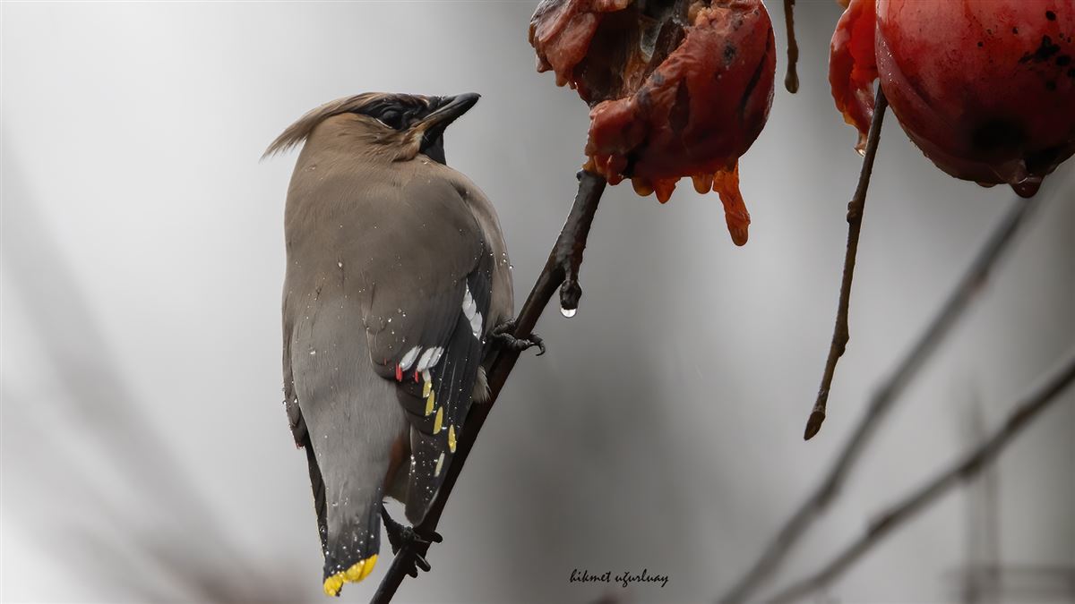 Bohemian Waxwing