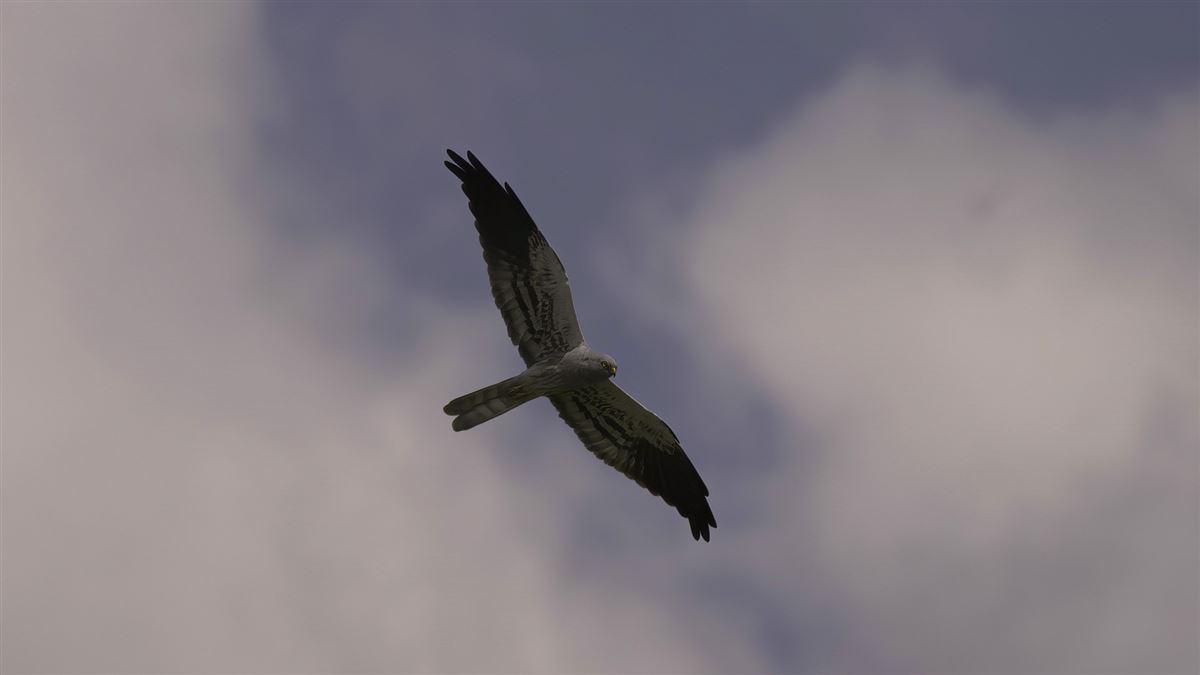 Montagu`s Harrier