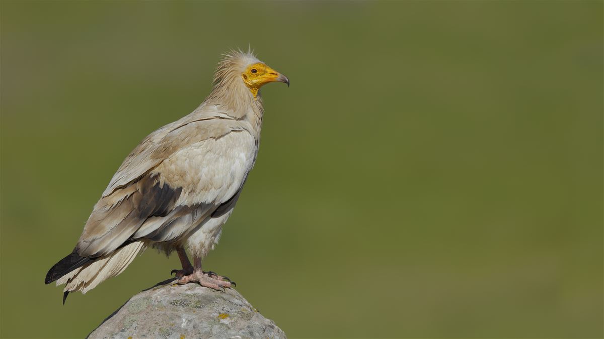 Egyptian Vulture