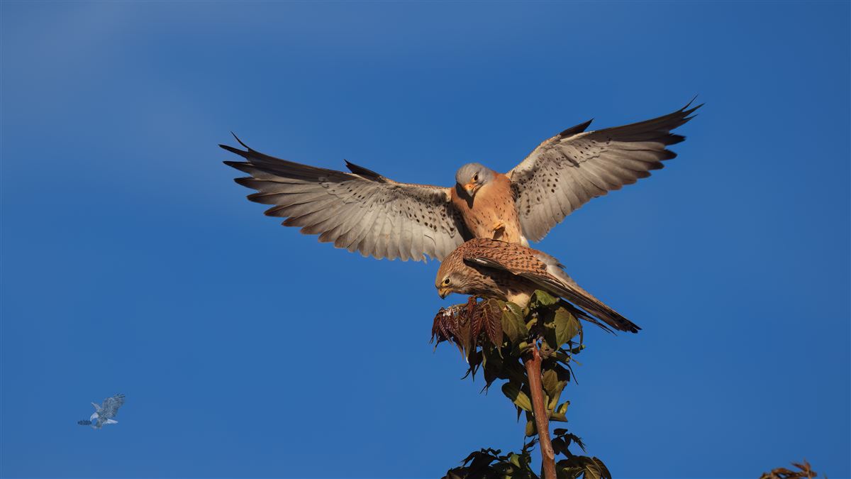 Lesser Kestrel