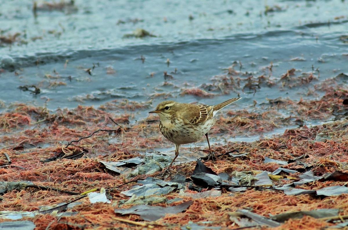 Water Pipit